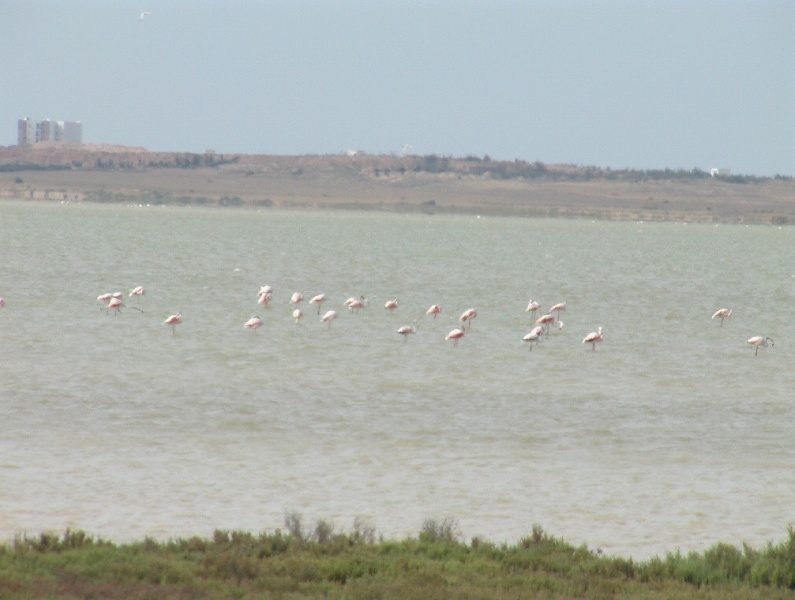 Flamingosee bei Hergla in Tunesien
